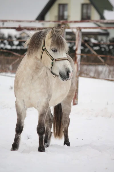 Beautiful shetland pony portrait in winter — Stock Photo, Image
