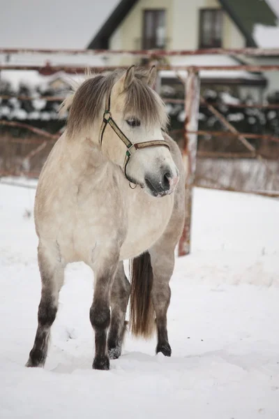 Schönes Shetlandpony-Porträt im Winter — Stockfoto