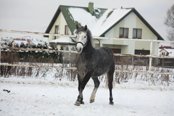 Tmavě šedá pony klusu ve sněhu — Stock fotografie