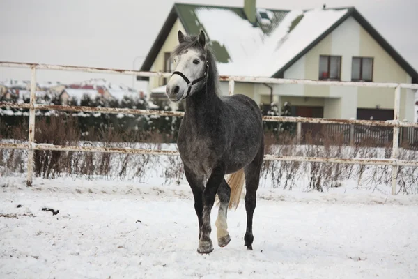 Tmavě šedá pony klusu ve sněhu — Stock fotografie