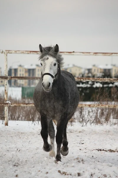Tmavě šedá pony klusu ve sněhu — Stock fotografie