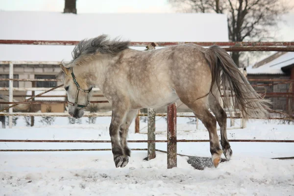 Cute pony jumping in the air — Stock Photo, Image