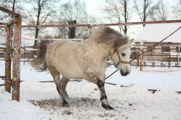 Niedliches Pony galoppiert im Schnee — Stockfoto