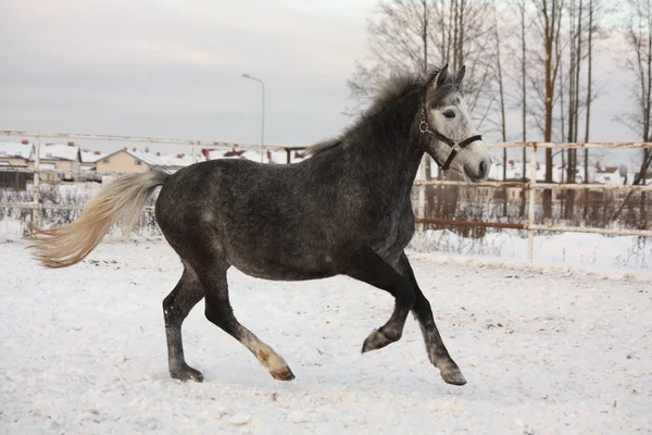 Schattig pony galopperen in de sneeuw — Stockfoto