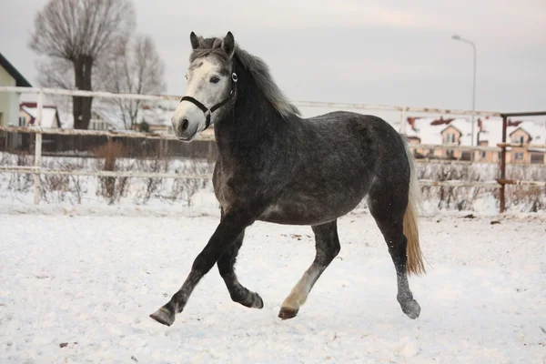 雪の中で小走り暗い灰色ポニー — ストック写真