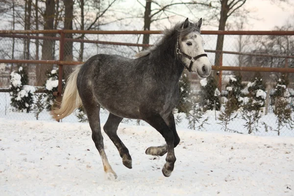 Roztomilý pony cval na sněhu — Stock fotografie