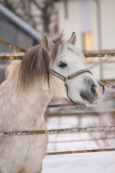 Mooie shetland pony portret in de winter — Stockfoto