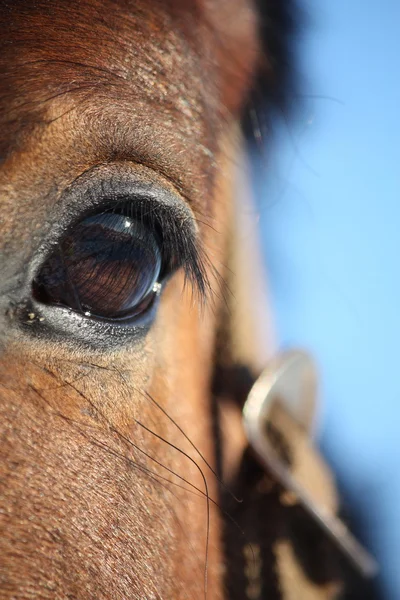 Kastanje paard oog close-up — Stockfoto