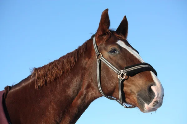 Kastanje paard portret op sky — Stockfoto