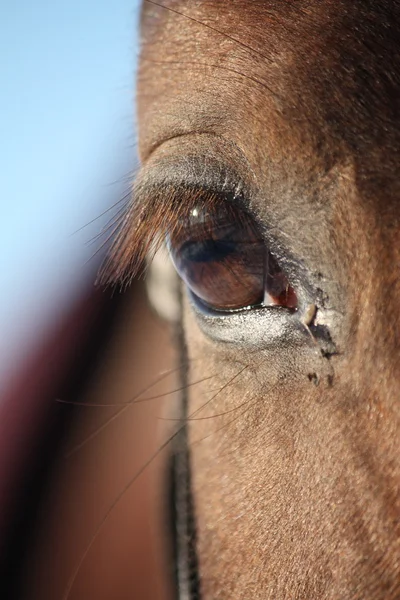 Chestnut olho de cavalo de perto — Fotografia de Stock