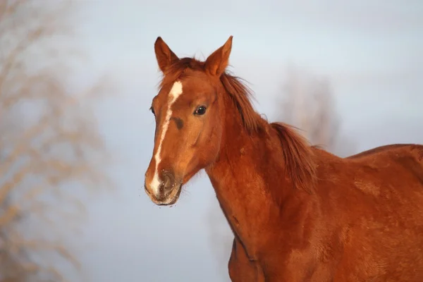 Chestnut foal portrait on sky background — Stock Photo, Image