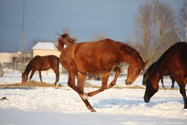 Kastanjeträd föl galopperande på fältet — Stockfoto