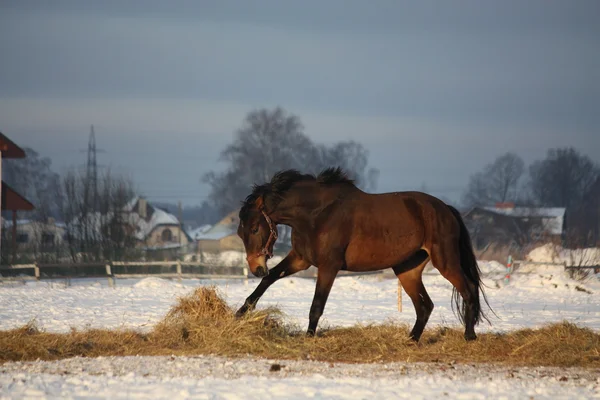 Καφετί άλογο τρέχοντας δωρεάν το χειμώνα — Φωτογραφία Αρχείου