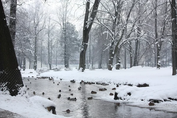 Зимой озеро с птицами — стоковое фото