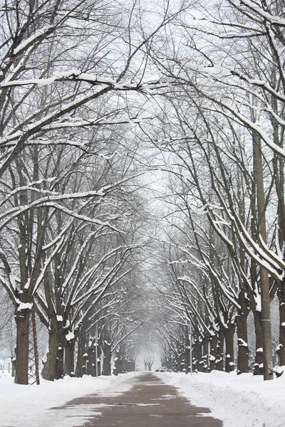 Аллея в парке зимой — стоковое фото
