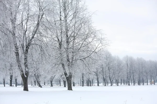 Зимний вид в парке — стоковое фото