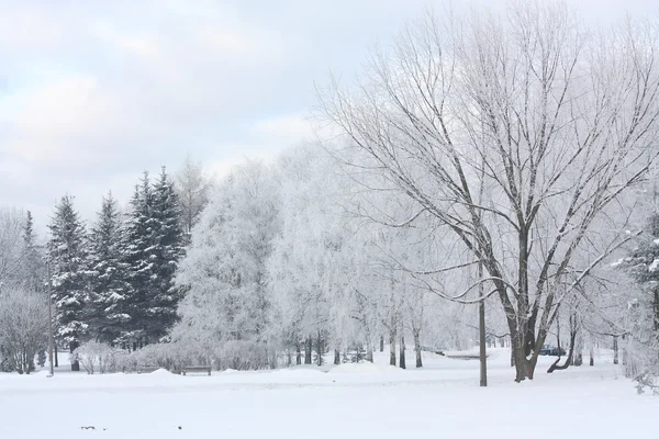 Winter view in the park — Stock Photo, Image