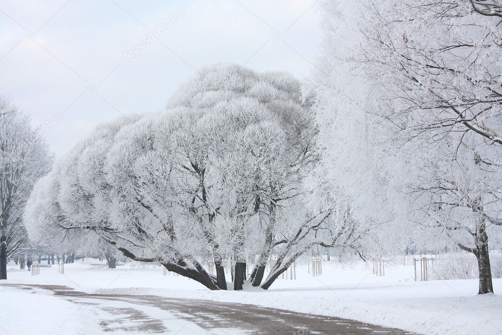 Alley in park in winter