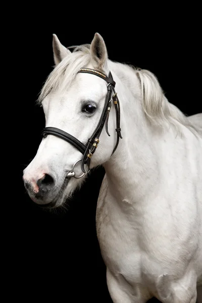 Cute white welsh pony portrait — Stock Photo, Image