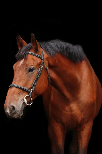 Gran retrato de caballo marrón sobre fondo negro — Foto de Stock