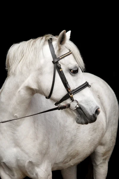 Милый белый валлийский пони-портрет — стоковое фото