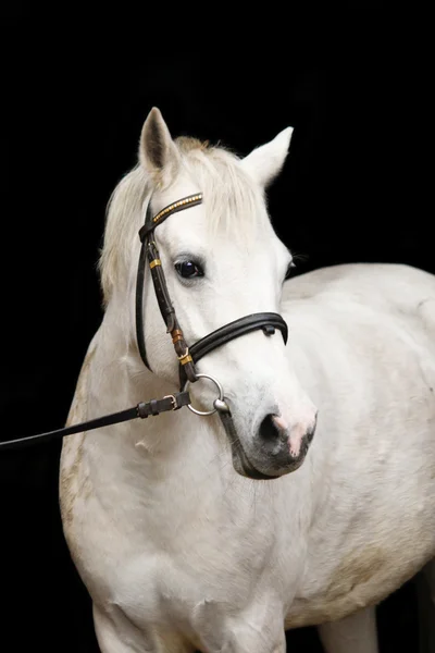 Roztomilé bílé welsh pony portrét — Stock fotografie