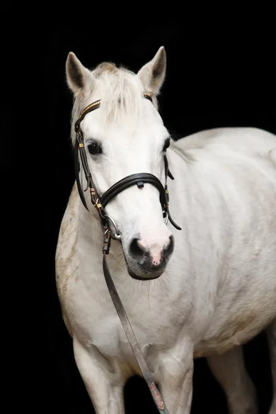 Милый белый валлийский пони-портрет — стоковое фото