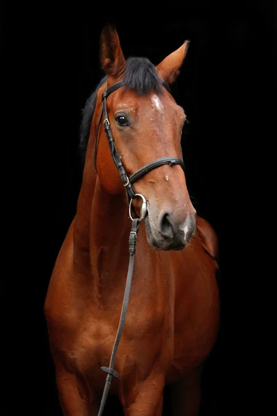 Großes braunes Pferdeporträt auf schwarzem Hintergrund — Stockfoto