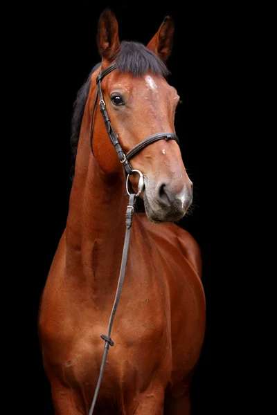 Grande cavalo marrom retrato no fundo preto — Fotografia de Stock