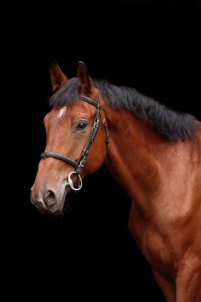 Grand portrait de cheval brun sur fond noir — Photo