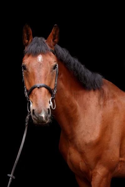 Grande cavalo marrom retrato no fundo preto — Fotografia de Stock