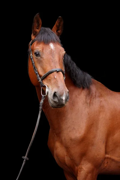 Grand portrait de cheval brun sur fond noir — Photo