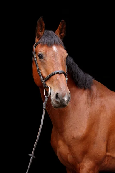 Grande cavalo marrom retrato no fundo preto — Fotografia de Stock