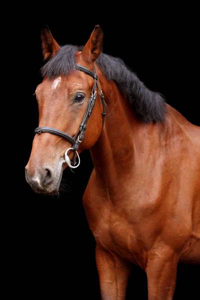 Grand portrait de cheval brun sur fond noir — Photo