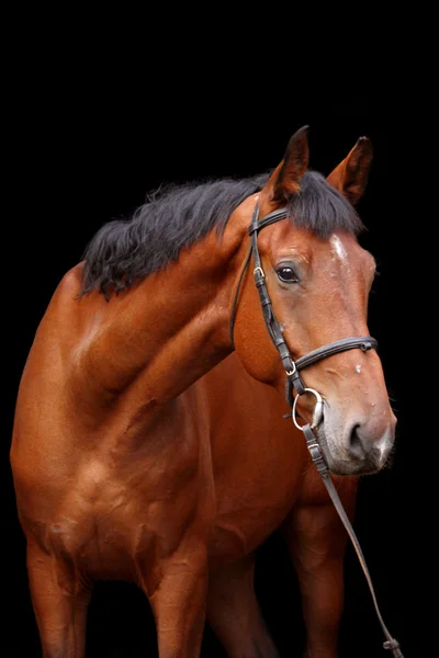 Grote bruin paard portret op zwarte achtergrond — Stockfoto