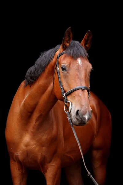 Grande cavalo marrom retrato no fundo preto — Fotografia de Stock