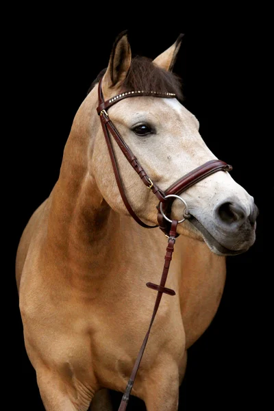 Buckskin ponny porträtt på svart bakgrund — Stockfoto