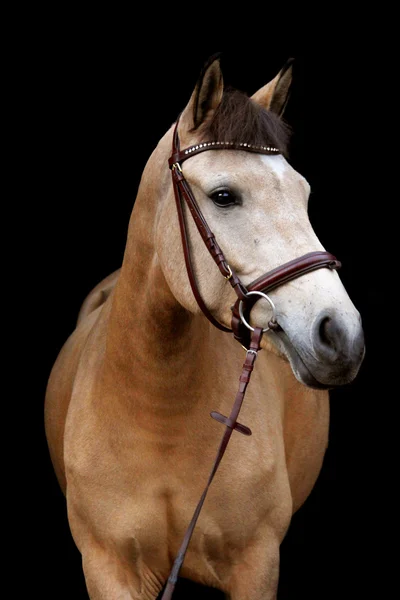 Buckskin kucyk portret na czarnym tle — Zdjęcie stockowe