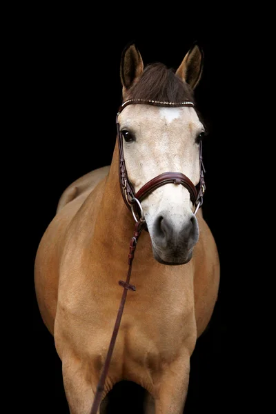 Buckskin pônei retrato no fundo preto — Fotografia de Stock