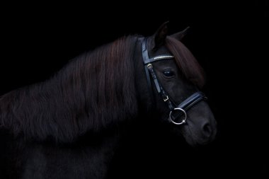 Siyah arka plan üzerine siyah sevimli midilli portre