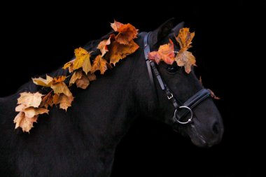Siyah sevimli midilli dikey, sonbahar yaprakları 