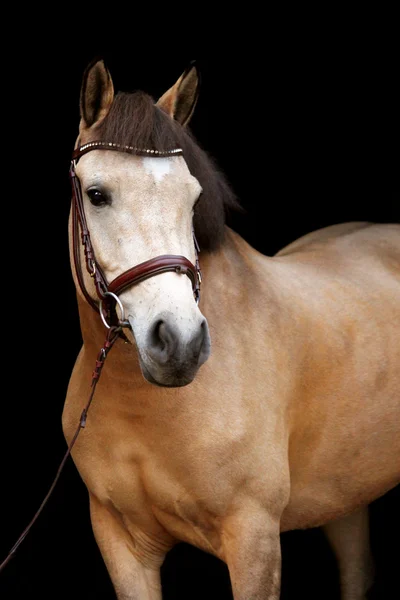 Buckskin kucyk portret na czarnym tle — Zdjęcie stockowe