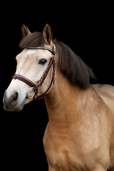 Buckskin ponny porträtt på svart bakgrund — Stockfoto