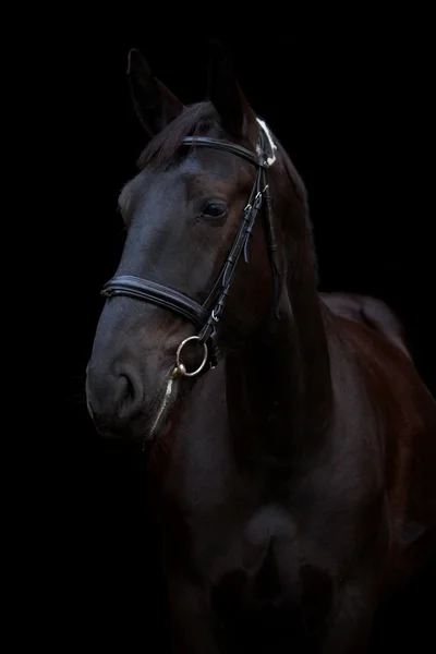 Портрет черной лошади на черном фоне — стоковое фото