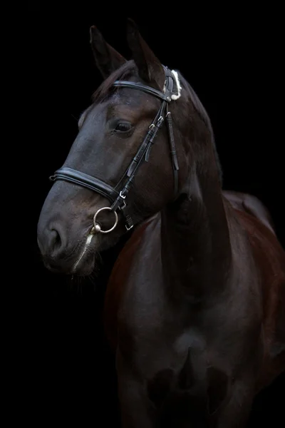 Retrato de cavalo preto no fundo preto — Fotografia de Stock