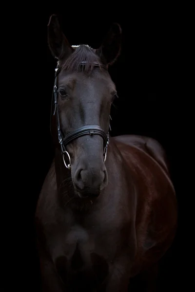 Retrato de cavalo preto no fundo preto — Fotografia de Stock