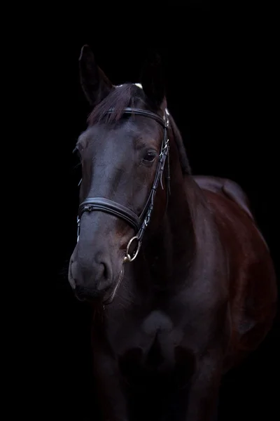 Retrato de cavalo preto no fundo preto — Fotografia de Stock