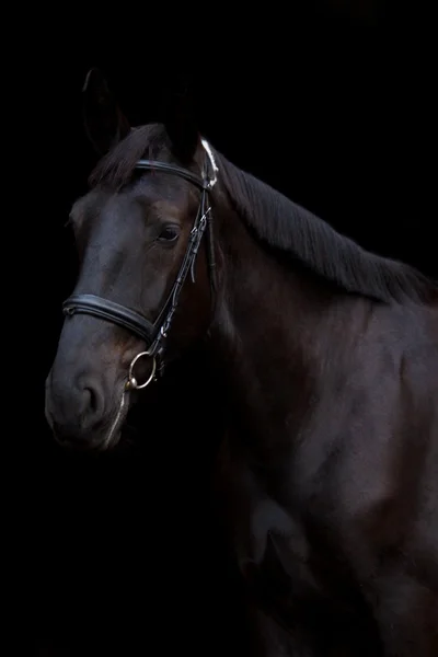 Портрет чорного коня на чорному тлі — стокове фото
