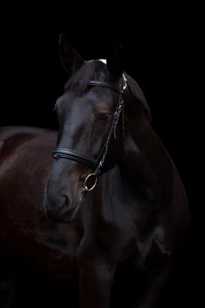 Retrato de caballo negro sobre fondo negro — Foto de Stock