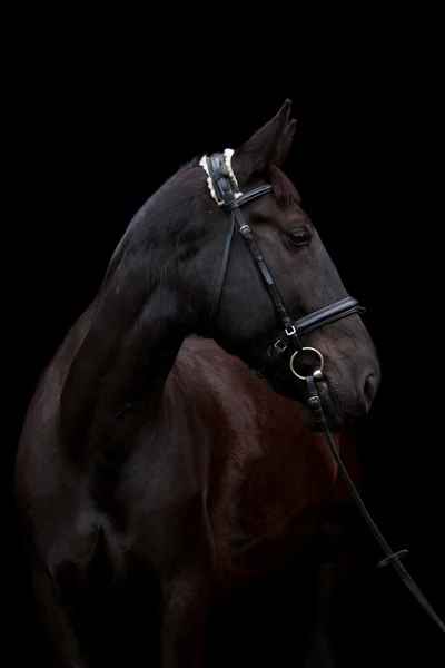 Black horse portrait on black background — Stock Photo, Image